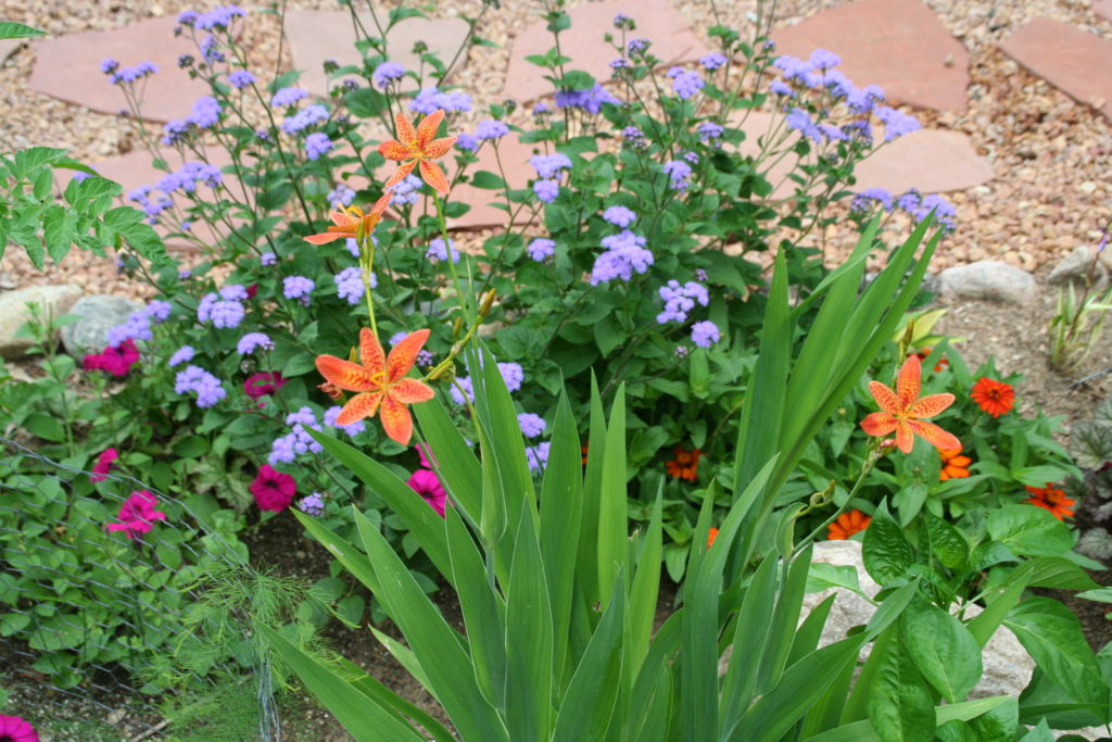 Garden plants that will be divided for the plant sale