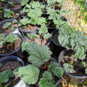 Rhubarb