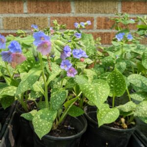 Pulmonaria
