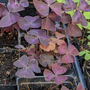 Shamrocks or Oxalis- red