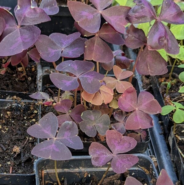 Shamrocks or Oxalis- red