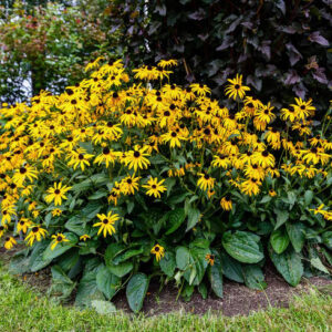 Black-eyed Susans