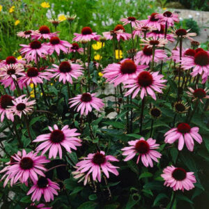Echinacea