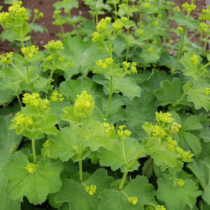 Lady’s Mantle