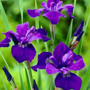 Perennial - Iris