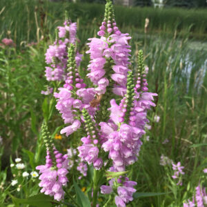 Obedient plant