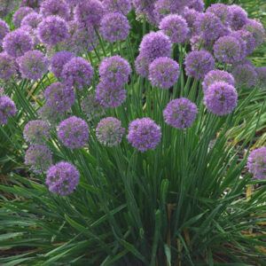 Allium 'Millenium" Ornamental Onion