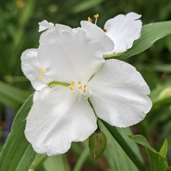 Tradescantia (Spiderwort) white