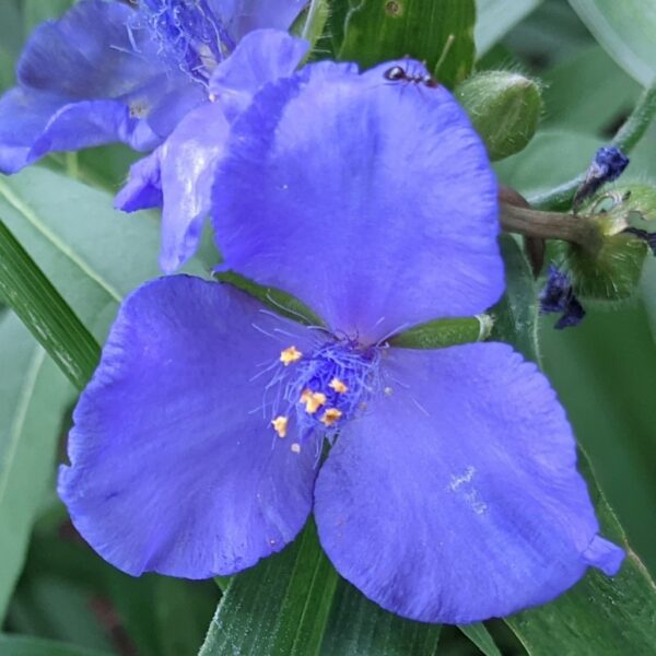 Tradescantia (Spiderwort) blue