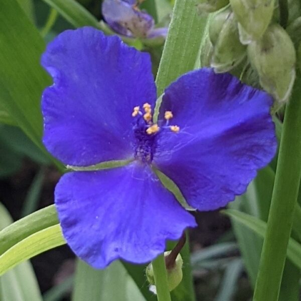 Tradescantia (Spiderwort) purple