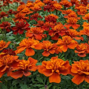 Marigold-New World Fireball Marigolds 4-pack