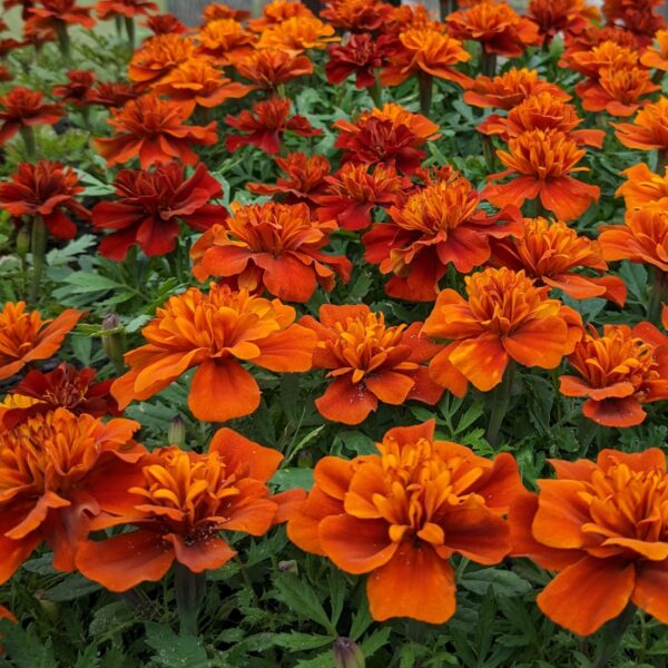 Marigold-New World Fireball Marigolds 4-pack