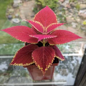 Plants