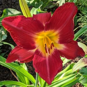 Red Volunteer