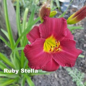 Ruby Stella