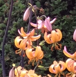 Martagon Lily