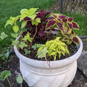 Annuals (local pickup only)