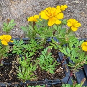 Marigold Super Hero Deep Yellow