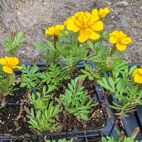 Marigold Super Hero Deep Yellow