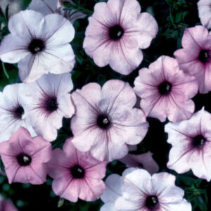 Tidal Wave Petunia - Silver