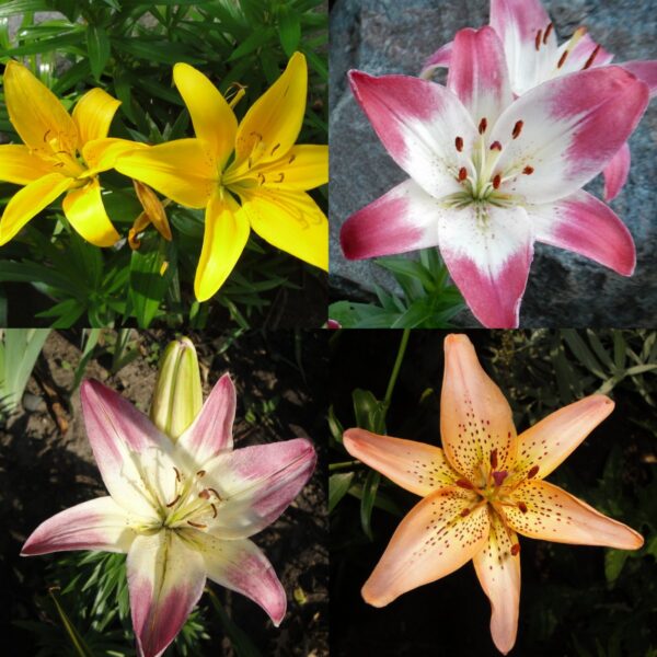 Mystery Asiatic Lily