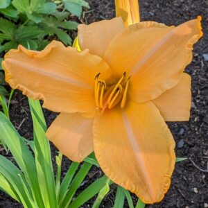 Ruffled Apricot