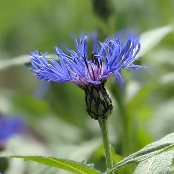 Centaurea montana or Bachelor’s Button