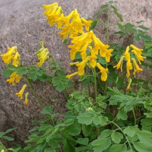 Corydalis lutea