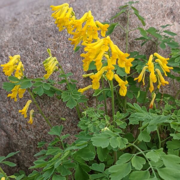 Corydalis lutea