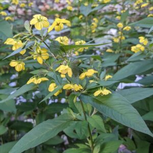 Lysimachia ciliata 'Atropurpurea'