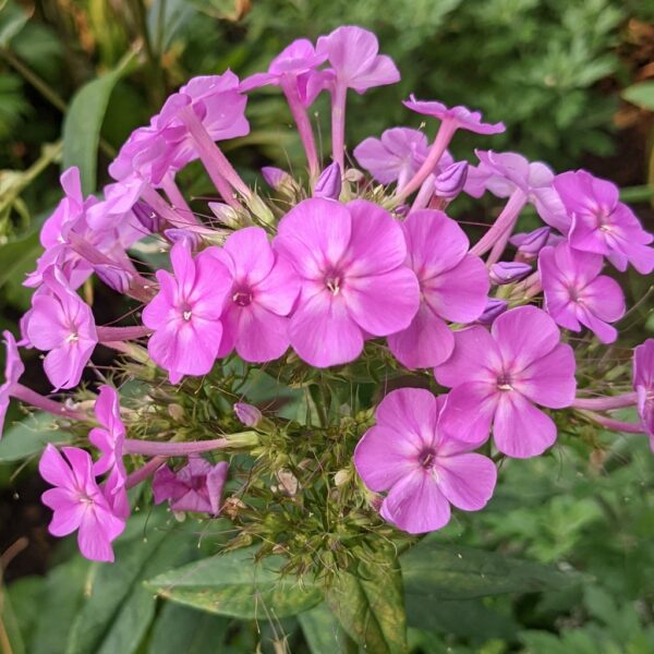 Phlox