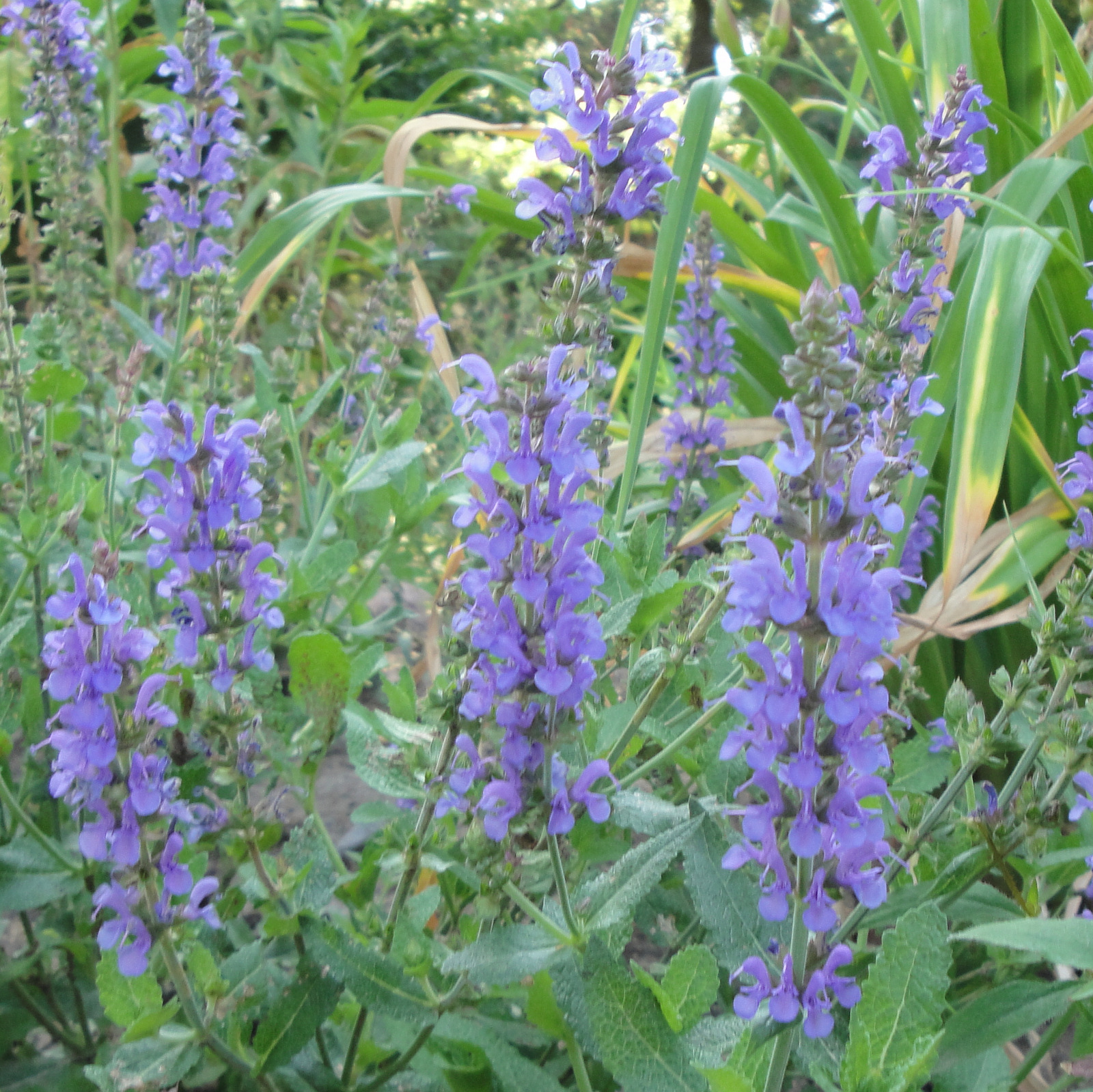 Salvia – Blue