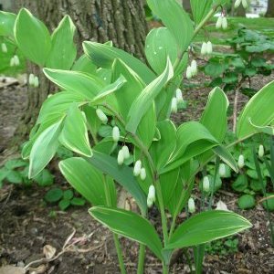 Variegated Solomon's Seal