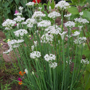 Allium  tuberosum - Garlic Chives