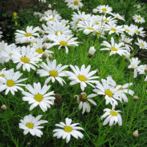 Oxeye or Marguerite White Daisy