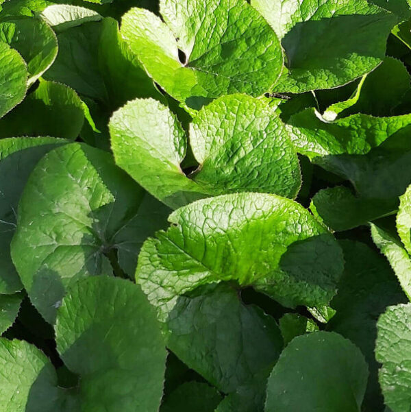 Wild Ginger