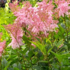 Filipendula rubra (Queen of the Prairie)