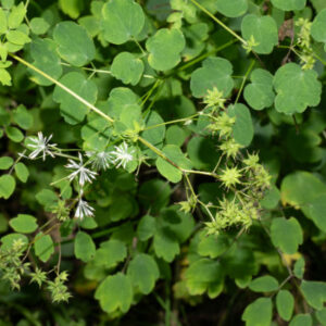Meadow Rue