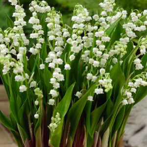Lily of the Valley