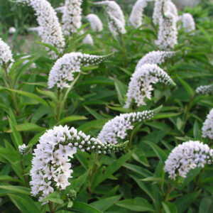 Lysimachia clethroides