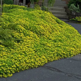 Sedum (Stonecrop)