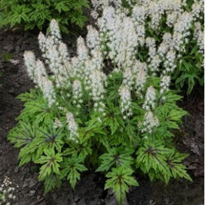 Tiarella cordifolia