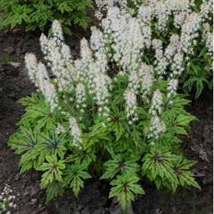 Tiarella cordifolia