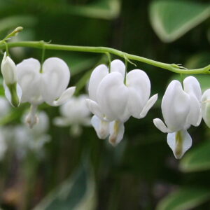 Bleeding Hearts - white