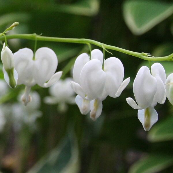 Bleeding Hearts - white