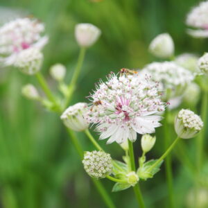 Astrantia