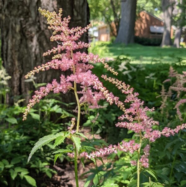 Astilbe japonica 'Rheinland'