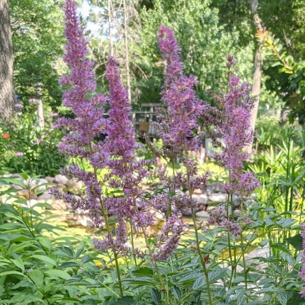 Astilbe 'Bressingham Beauty'