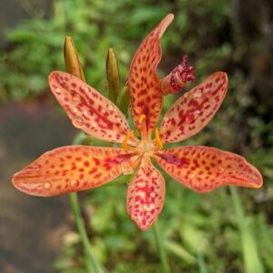 Blackberry Lily