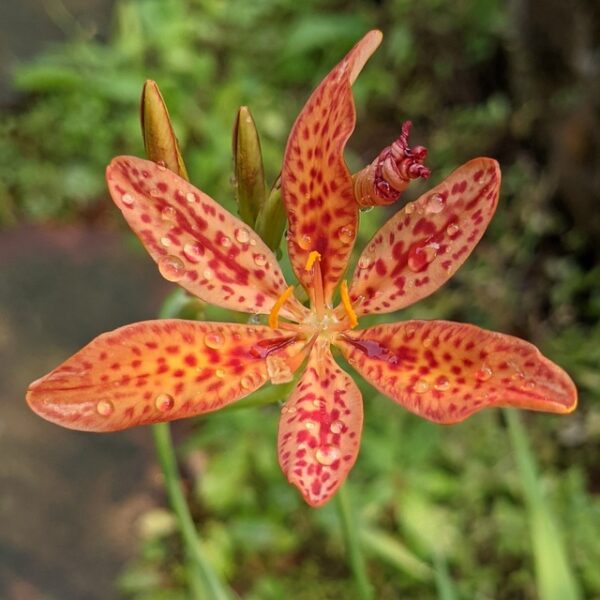 Blackberry Lily